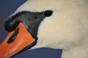 Swan Animal Baltic Sea Close