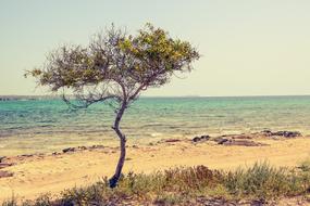 Cyprus Potamos Liopetri Tree
