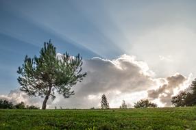 tree on a green meadow in sunbeams