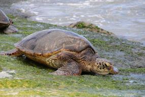 Green Sea Turtle Hawaii