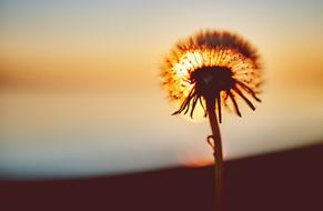 Dandelion Flower Nature