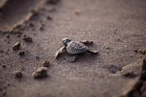 Young Sea Turtle Baby on sand