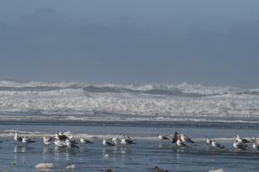 Birds Shores Ocean