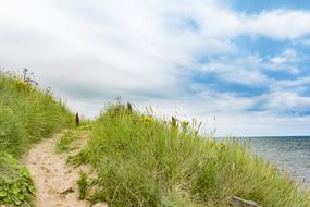 Aberdeen Sun Grass