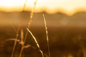 Nature Grass Landscape