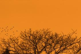 Nature Tree Silhouette