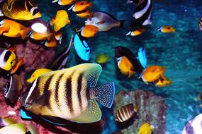 Tropical Fish Aquarium