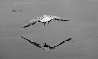 Flight Water Seagull