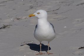 Bird Animal World Seagull