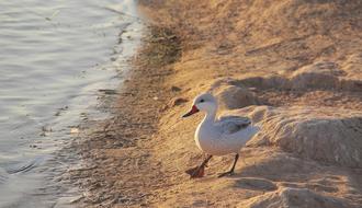 Bird Nature Water