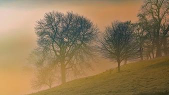 Trees Landscape Dawn