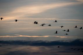 Cranes Nature Fall