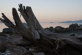 Wood Beach Dawn