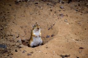 little fluffy animal in the desert