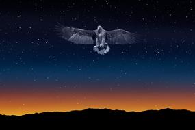 eagle night sky freedom illuminated