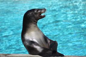 Animal Body Of Water Swim