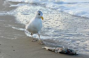 Waters Sea Bird