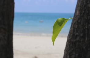 Leaf Beach Condao