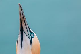 Bird Head Portrait Northern