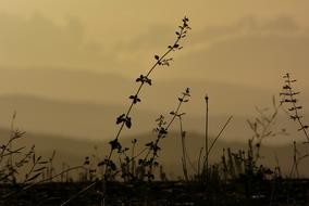 Tuscany Landscape Silhouette