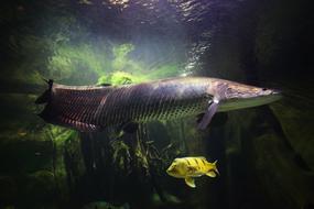 Fish Aquarium Sea