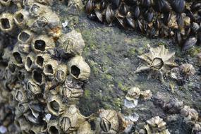 Seashell Seashore Stone