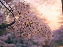 Cherry Flowers Pink