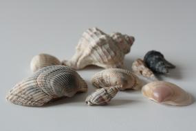 Shells Shell Sea