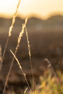 Nature Grass Landscape