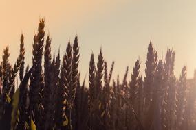 Sunset Cereals Field