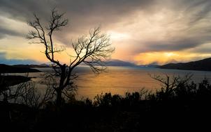 Sunset Dawn Tree