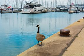 Duck View Ocean