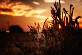 Sunset Nature Flowers