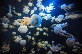 Singapore Aquarium Jellyfishes