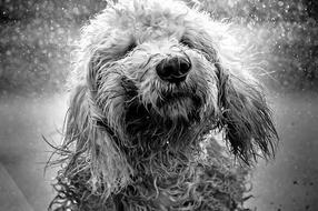 Dog Goldendoodle Water