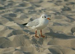 Seagull Åmieszka Plumage