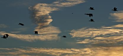 Sunset Sun Ducks