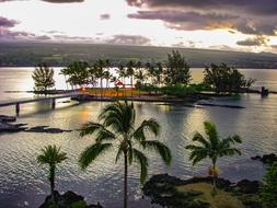 tropical coconut trees on the coast in Hawaii