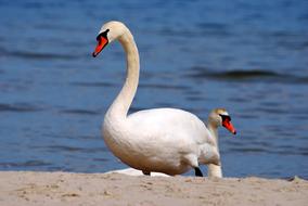 Swan Pen Closeup