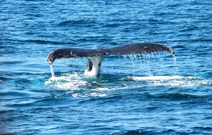 Whale Ocean Marine
