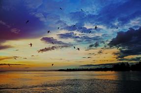 Sunrise Sea Birds