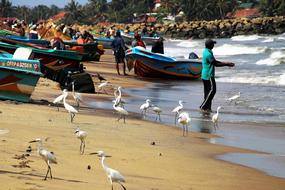 Ocean Sand Birds A Fishing