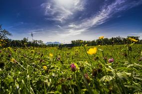 Panorama Grass Bank