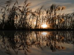 Mirroring Water Reflections