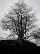 Tree Cloud Landscape