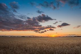 Field Sunset Cereals