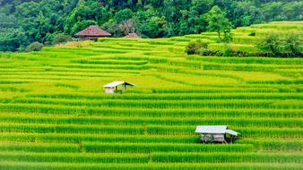 Rice Field Farm