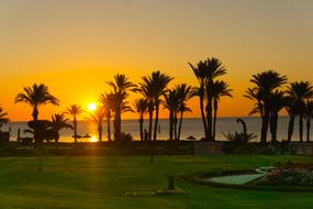 Palm Trees on Beach at Sunset