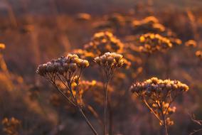 Autumn Dry Flower Meadow Golden