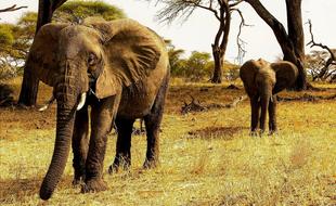 Africa Tanzania Elephants